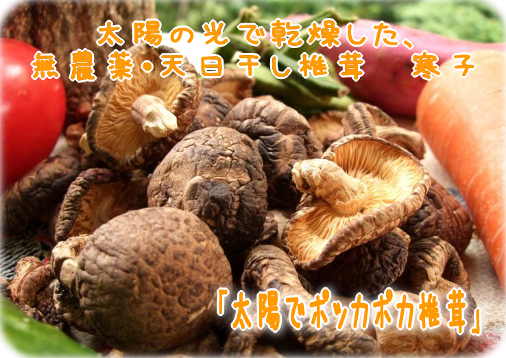 椎茸 天日乾燥