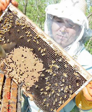 早朝5時に採取される昭和5年創業・養蜂場の【こだわりハチミツ】