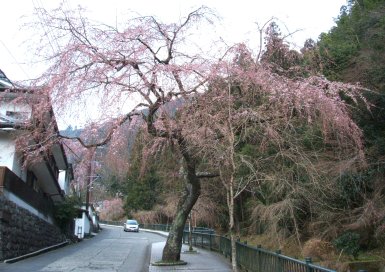 桜　久遠寺への坂の辺り