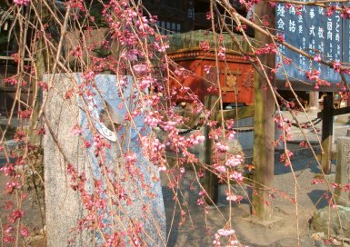 桜　山門