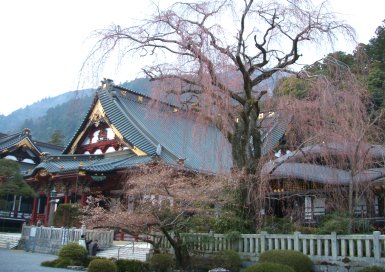 桜　久遠寺