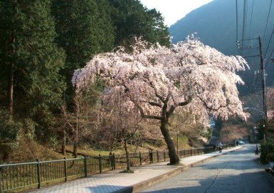 身延山　桜