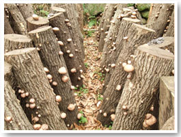 武州屋の椎茸は原木栽培です