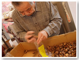 武州屋の椎茸は原木栽培です